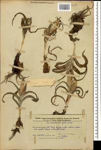 Iris pseudocaucasica Grossh., Кавказ, Азербайджан (K6) (Азербайджан)