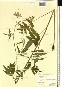 Поручейник сахарный L., Восточная Европа, Центральный лесостепной район (E6) (Россия)