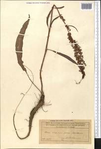 Щавель, Средняя Азия и Казахстан, Прикаспийский Устюрт и Северное Приаралье (M8) (Казахстан)