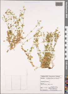 Ясколка полевая L., Сибирь, Центральная Сибирь (S3) (Россия)