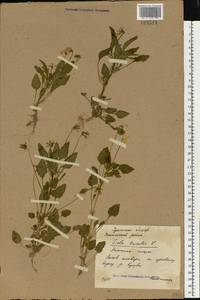 Фиалка трехцветная, Анютины глазки L., Восточная Европа, Восточный район (E10) (Россия)