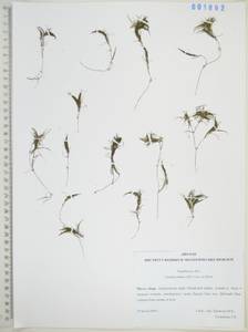 Наяда малая All., Сибирь, Дальний Восток (S6) (Россия)