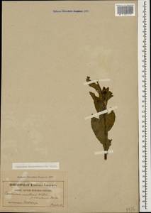 Василек желтофиолевый Willd., Кавказ (без точных местонахождений) (K0)