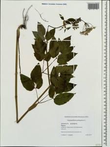 Сныть обыкновенная L., Крым (KRYM) (Россия)