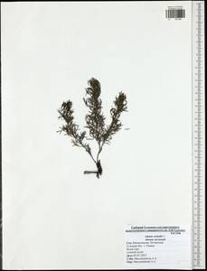 Горицвет весенний, Адонис весенний L., Восточная Европа, Центральный район (E4) (Россия)