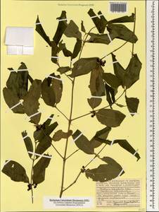 Pyrostria bibracteata (Baker) Cavaco, Африка (AFR) (Сейшельские острова)
