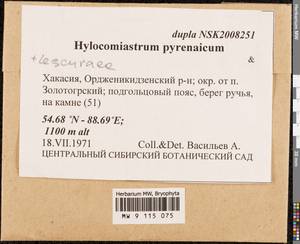 Hylocomiastrum pyrenaicum (Spruce) M. Fleisch. ex Broth., Гербарий мохообразных, Мхи - Красноярский край, Тыва и Хакасия (B17) (Россия)