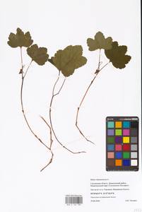 Кривоцвет восточный (L.) Kusn., Восточная Европа, Западный район (E3) (Россия)