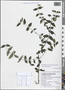 Canthium obscurum W.J.de Wilde & Duyfjes, Зарубежная Азия (ASIA) (Вьетнам)