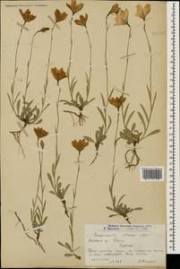 Колокольчик Стевена M.Bieb., Кавказ, Армения (K5) (Армения)