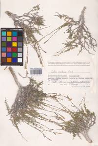 Смолевка меловая Fisch., Восточная Европа, Нижневолжский район (E9) (Россия)