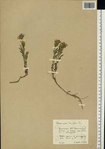 Клаусия солнцепечная (Stephan ex Willd.) Korn.-Trotzky, Восточная Европа, Восточный район (E10) (Россия)