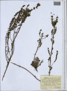 Lamiaceae, Африка (AFR) (Эфиопия)