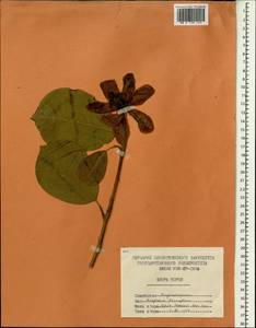 Magnolia sieboldii subsp. japonica K.Ueda, Зарубежная Азия (ASIA) (КНДР)