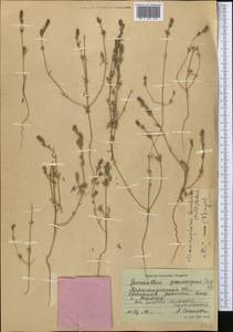 Pyankovia brachiata (Pall.) Akhani & Roalson, Средняя Азия и Казахстан, Муюнкумы, Прибалхашье и Бетпак-Дала (M9) (Казахстан)