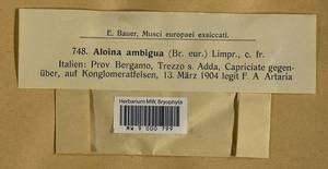 Aloina ambigua (Bruch & Schimp.) Limpr., Гербарий мохообразных, Мхи - Западная Европа (BEu) (Италия)