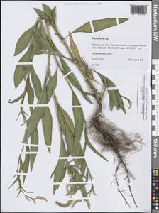 Горец развесистый, Горец щавелелистный (L.) Gray, Сибирь, Западная Сибирь (S1) (Россия)
