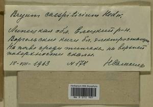Ptychostomum imbricatulum (Müll. Hal.) Holyoak & N. Pedersen, Гербарий мохообразных, Мхи - Центральное Черноземье (B10) (Россия)