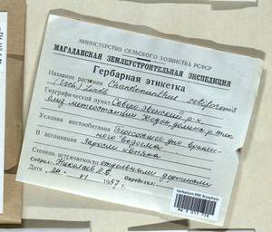 Tetralophozia setiformis (Ehrh.) Schljakov, Гербарий мохообразных, Мхи - Чукотка и Камчатка (B21) (Россия)