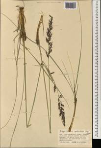 Neotrinia splendens (Trin.) M.Nobis, P.D.Gudkova & A.Nowak, Монголия (MONG) (Монголия)