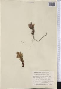 Aphyllon ludovicianum (Nutt.) A. Gray, Америка (AMER) (Канада)