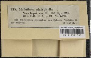 Porella platyphylla (L.) Pfeiff., Гербарий мохообразных, Мхи - Западная Европа (BEu)