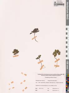 Хохлатка Городкова Karav., Сибирь, Чукотка и Камчатка (S7) (Россия)