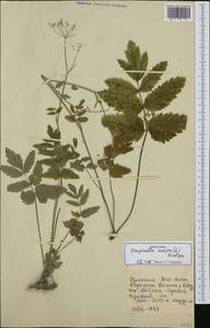 Бедренец большой (L.) Huds., Западная Европа (EUR) (Румыния)