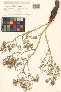 Катран татарский Sebeók, Восточная Европа, Средневолжский район (E8) (Россия)