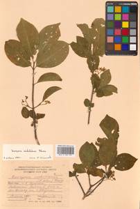 Бересклет Гамильтона Wall., Сибирь, Дальний Восток (S6) (Россия)