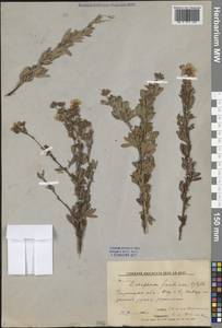 Курильский чай кустарниковый (L.) Rydb., Сибирь, Дальний Восток (S6) (Россия)