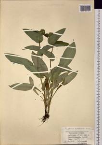 Володушка сахалинская F.Schmidt, Сибирь, Дальний Восток (S6) (Россия)