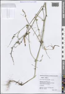 Лебеда раскидистая L., Восточная Европа, Московская область и Москва (E4a) (Россия)