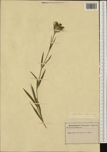 Dianthus balbisii subsp. liburnicus (Bartl.) Pignatti, Западная Европа (EUR) (Словения)