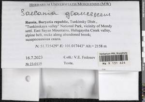 Saelania glaucescens (Hedw.) Broth., Гербарий мохообразных, Мхи - Прибайкалье и Забайкалье (B18) (Россия)