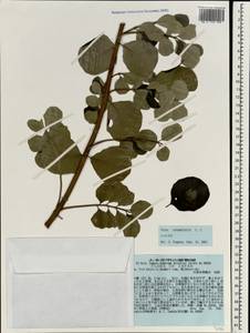Vitex trifolia subsp. litoralis Steenis, Зарубежная Азия (ASIA) (Япония)