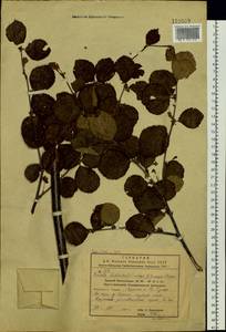 Береза кустарниковая Pall., Сибирь, Дальний Восток (S6) (Россия)