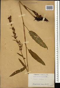 Щавель курчавый L., Кавказ, Армения (K5) (Армения)