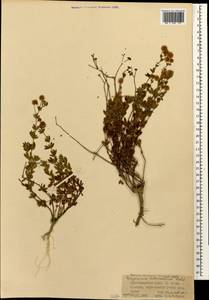 Lotus herbaceus (Vill.) Jauzein, Кавказ, Краснодарский край и Адыгея (K1a) (Россия)