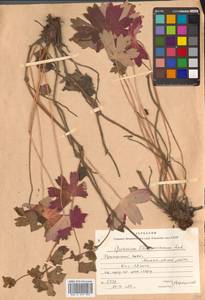 Герань Власова Fisch. ex Link, Сибирь, Дальний Восток (S6) (Россия)