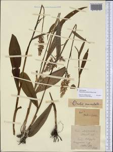 Dactylorhiza maculata subsp. fuchsii (Druce) Hyl., Восточная Европа, Центральный лесостепной район (E6) (Россия)