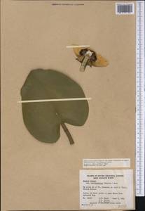 Nuphar polysepalum Engelm., Америка (AMER) (Канада)