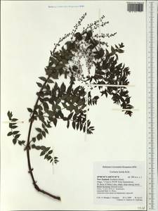Coriaria lurida Kirk, Австралия и Океания (AUSTR) (Новая Зеландия)