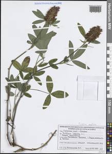 Клевер средний L., Восточная Европа, Белоруссия (E3a) (Белоруссия)