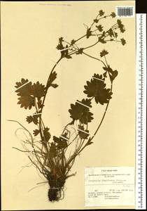 Лапчатка земляниковидная Willd. ex Schltdl., Сибирь, Чукотка и Камчатка (S7) (Россия)