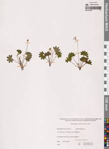 Камнеломка Нельсона, Сибирь, Чукотка и Камчатка (S7) (Россия)