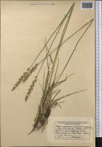 Волоснец Пабо (Claus) Pilg., Средняя Азия и Казахстан, Западный Тянь-Шань и Каратау (M3) (Киргизия)