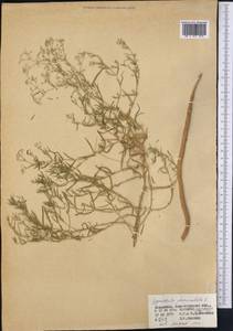 Качим метельчатый L., Средняя Азия и Казахстан, Муюнкумы, Прибалхашье и Бетпак-Дала (M9) (Казахстан)