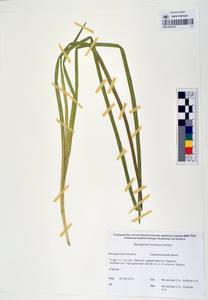 MAG 0003379, Sparganium × probatovae Tzvelev, Сибирь, Чукотка и Камчатка (S7) (Россия)