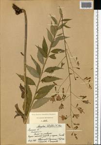 Бубенчик лилиелистный (L.) A.DC., Восточная Европа, Центральный район (E4) (Россия)